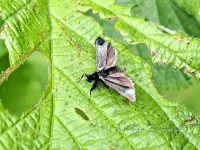 Smaragdlangsprietmot [Adela reaumurella]